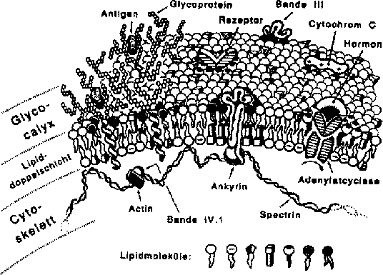 \begin{figure}\centering\epsfig{figure=bilder/membran,width=\linewidth} \end{figure}